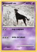 greymastiff mix