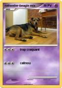 rottweiler-beagle