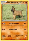 bebe malinois