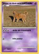 dogue du