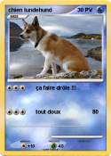 chien lundehund