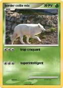 border collie