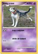 husky croisé