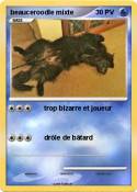 beauceroodle mixte beauceroodle