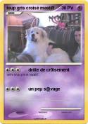 loup gris croisé mastiff loup gris