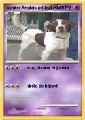 pointer Anglais-pit-bull mix pointer
