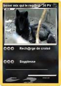 boxer mix qui te reg@rd boxer mix qui