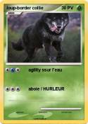 loup-border collie loup-border