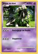 dogue du tibet
