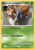 berger des shetland berger des