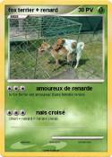 fox terrier + renard fox terrier +