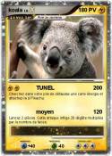 koala