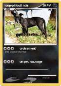 loup-pit-bull