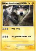 berger des shetland croisé berger des