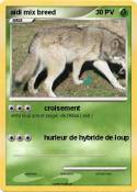 aïdi mix breed