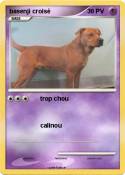 basenji croisé