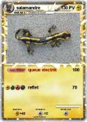 salamandre