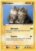 Chat angora