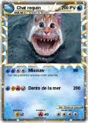 Chat requin