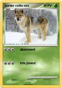border collie