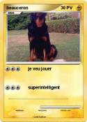 beauceron