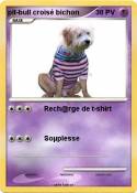 pit-bull croisé bichon pit-bull