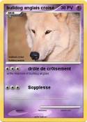 bulldog anglais croisé bulldog anglais