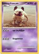 bulldog Français bulldog