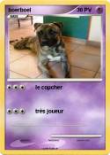 boerboel