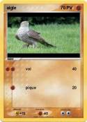 aigle