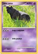 cane corso cane corso