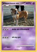 whippet-boxer