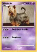 silky terrier silky terrier