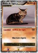Etoile de Tigre