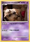 greyhound-rottweiler