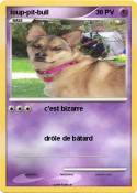 loup-pit-bull loup-pit-bull