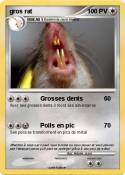 gros rat