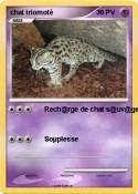 chat iriomoté chat iriomoté