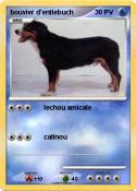 bouvier