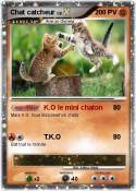 Chat catcheur