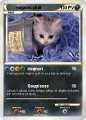 mignon chat
