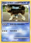 dogue du tibet