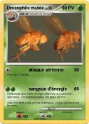 Drosophile mutée Drosophile