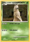 colley croisé superintelligent colley croisé