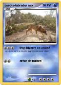 coyote-labrador
