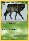 loup-border collie loup-border