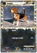 beagle