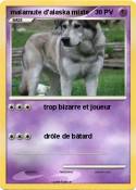 malamute