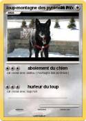 loup-montagne