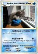 le chat de